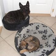 Border terrier Frida