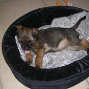 Border terrier Frida