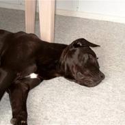 Blanding af racer Chloe † R.I.P. †