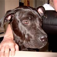 Blanding af racer Chloe † R.I.P. †