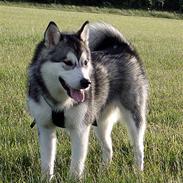 Alaskan malamute Karma