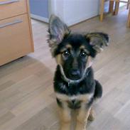 Schæferhund Blackie