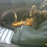 Schæferhund Blackie