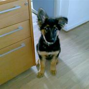 Schæferhund Blackie