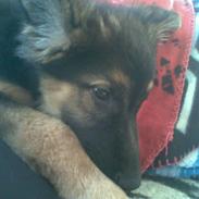 Schæferhund Blackie