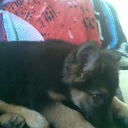 Schæferhund Blackie