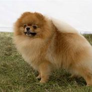 Pomeranian Roy