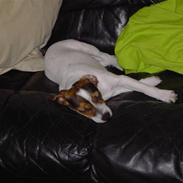 Blanding af racer Jackie