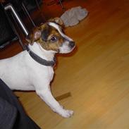 Blanding af racer Jackie