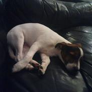 Blanding af racer Jackie