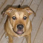 Amerikansk staffordshire terrier Daisy