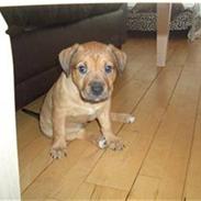 Amerikansk staffordshire terrier Daisy