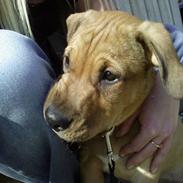 Amerikansk staffordshire terrier Daisy