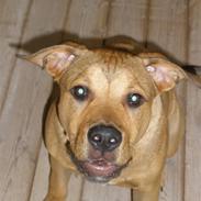 Amerikansk staffordshire terrier Daisy