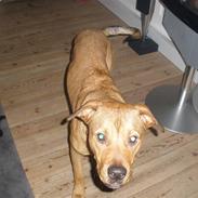 Amerikansk staffordshire terrier Daisy