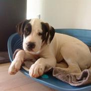 Blanding af racer Zoro