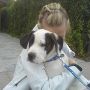 Blanding af racer Zoro