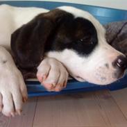 Blanding af racer Zoro