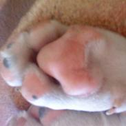 Blanding af racer Zoro