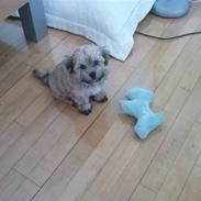 Bichon havanais Dino