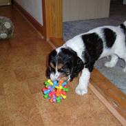 Cocker spaniel Felix