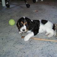 Cocker spaniel Felix