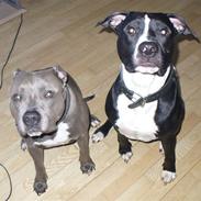 Amerikansk staffordshire terrier Kuno