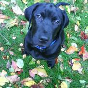 Labrador retriever Oliver