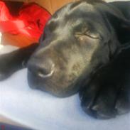 Labrador retriever Oliver