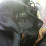 Labrador retriever Oliver