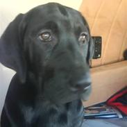 Labrador retriever Oliver