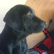 Labrador retriever Oliver