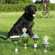 Flat coated retriever LIPTO