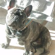 Fransk bulldog Albert