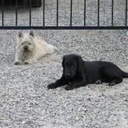 Flat coated retriever LIPTO