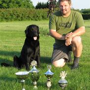 Flat coated retriever LIPTO