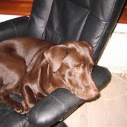 Labrador retriever Baloo