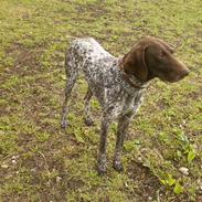 Korthåret hønsehund Tai