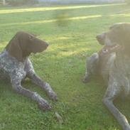 Korthåret hønsehund Tai