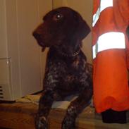 Korthåret hønsehund Tai