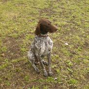 Korthåret hønsehund Tai