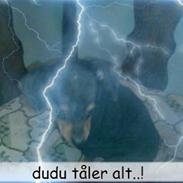 Dvaergpinscher dudu *DØD*