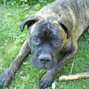 Blanding af racer Harley