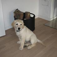 Golden retriever Kenzo