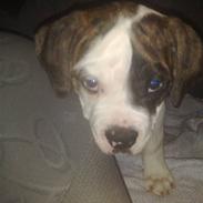 Amerikansk bulldog Diego