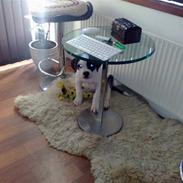 Amerikansk bulldog Diego