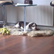 Amerikansk bulldog Diego