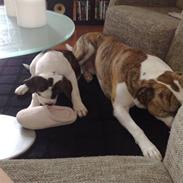 Amerikansk bulldog Diego