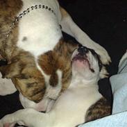 Amerikansk bulldog Diego