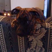 Amerikansk staffordshire terrier Shila